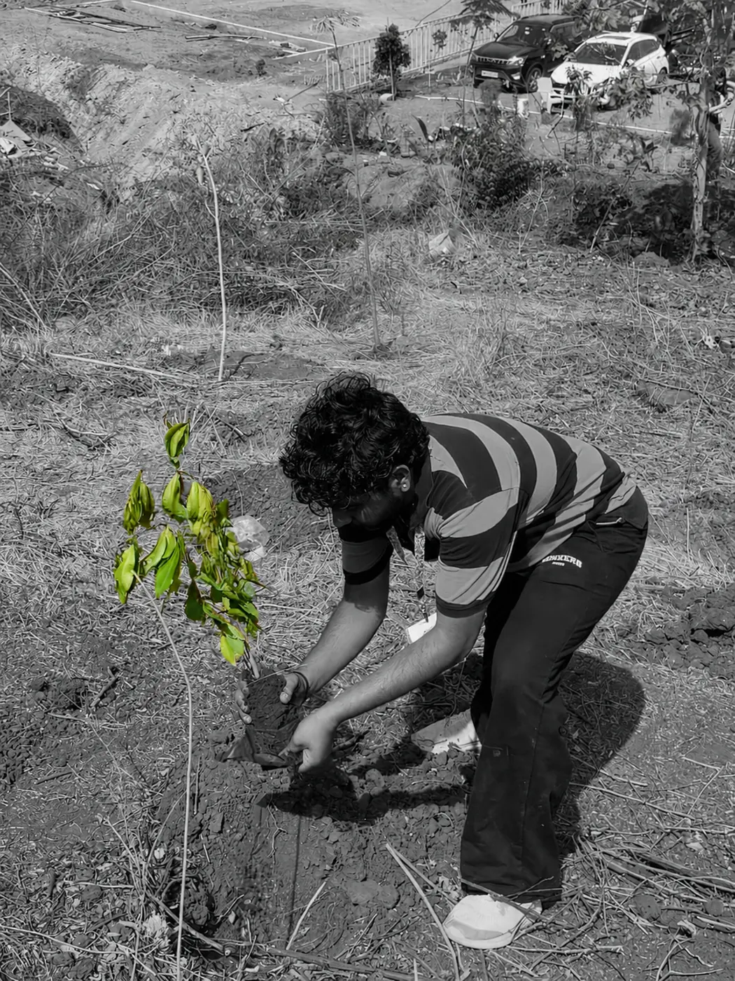A volunteer settling a sapling into the soil, shot in black and white.
